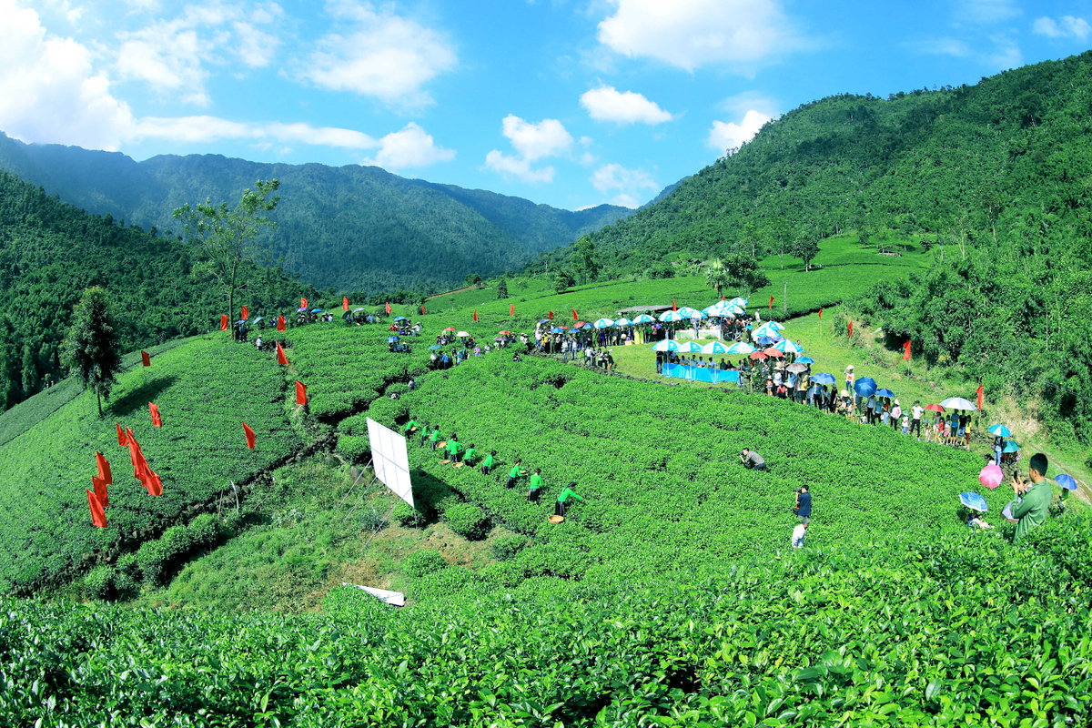 Đồi chè Tân Cương 